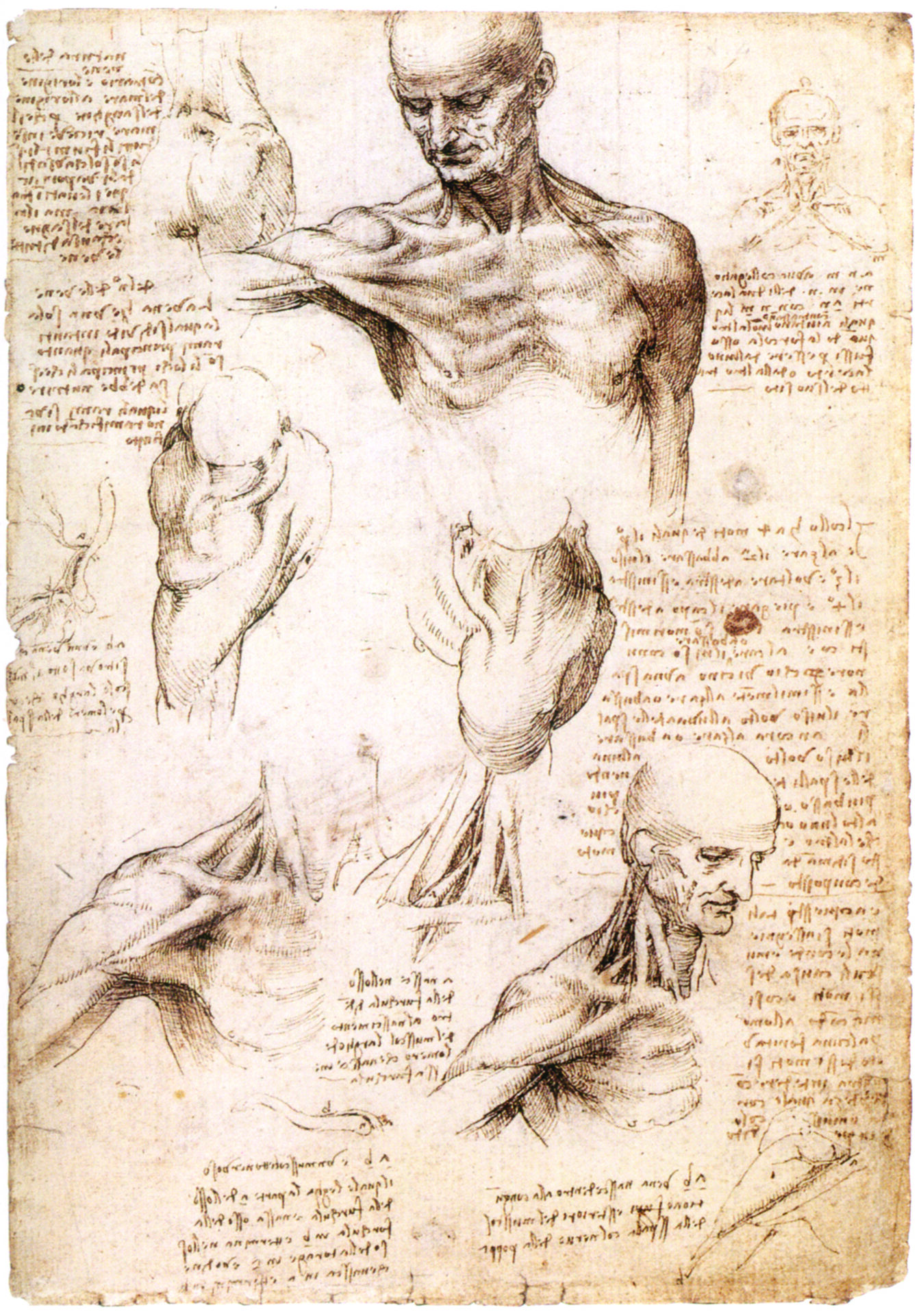 Os Cadernos Anatômicos de Leonardo da Vinci